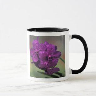 Thailand, Northern Thailand, near Chang Mai, Mae Mug