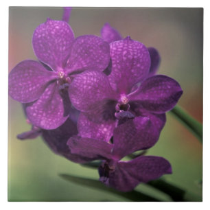 Thailand, Northern Thailand, near Chang Mai, Mae Tile