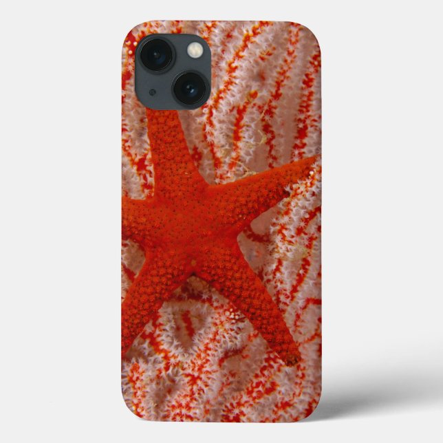 Thailand, Sea Star Aka Starfish Case-Mate iPhone Case (Back)
