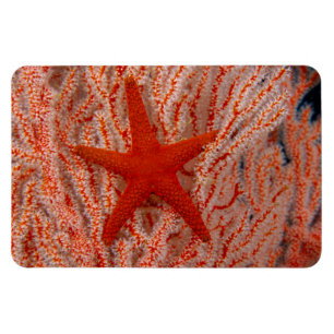 Thailand, Sea Star Aka Starfish Magnet