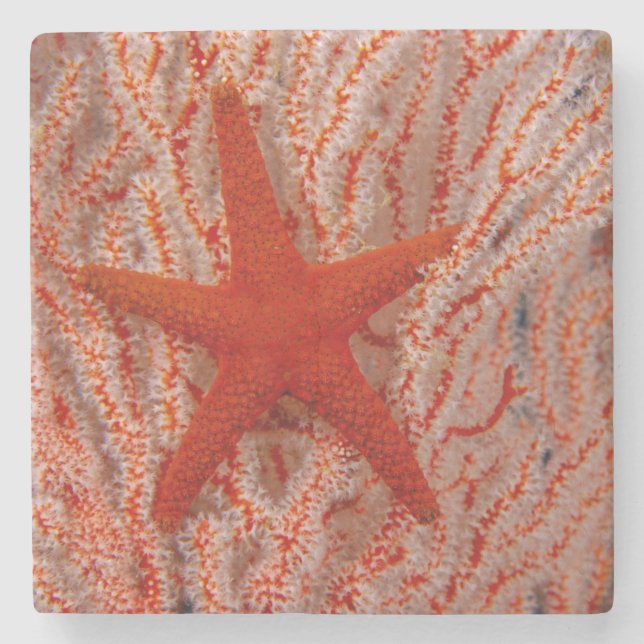 Thailand, Sea Star Aka Starfish Stone Coaster (Front)