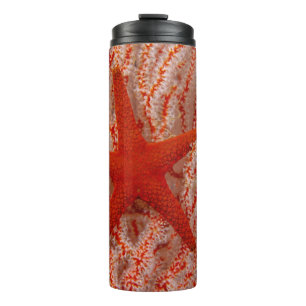Thailand, Sea Star Aka Starfish Thermal Tumbler