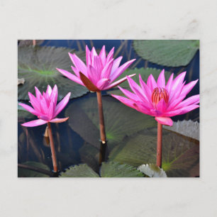 Thailand - Sukhothai lotus Holiday Postcard