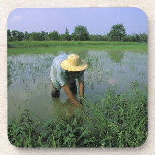 Thailand, Sukhothai. Rice farmer. MR. Coaster