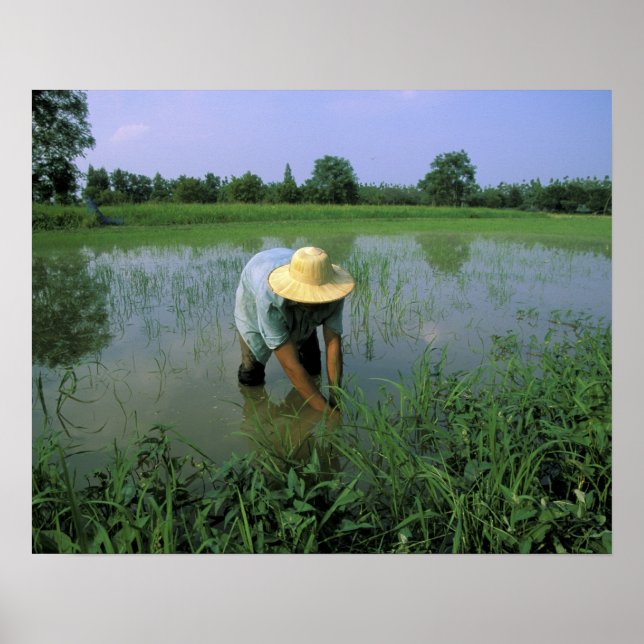Thailand, Sukhothai. Rice farmer. MR. Poster (Front)