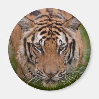 Thailand Tiger Fridge Magnet