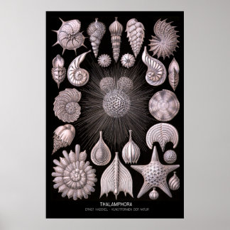 Thalamphora – Plate 2 - Kunstformen der Natur Poster
