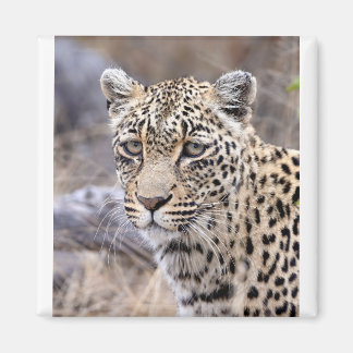 Thandi - female leopard magnet