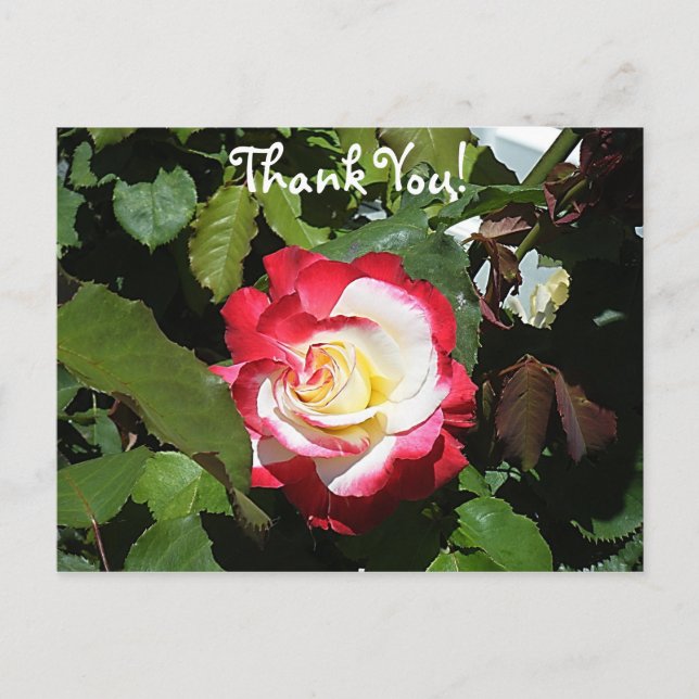 Thank someone with a Red Tipped Balboa Island Rose Postcard (Front)