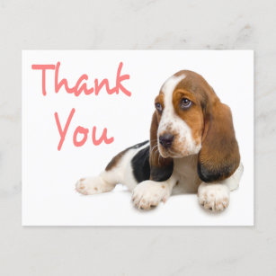 Thank You Basset Hound Greeting Post Card