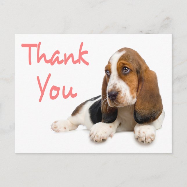 Thank You Basset Hound Greeting Post Card (Front)
