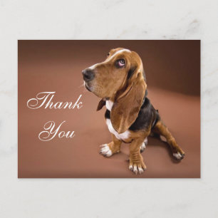 Thank You Basset Hound Greeting Post Card