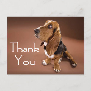 Thank You Basset Hound Greeting Post Card