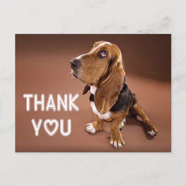 Thank You Basset Hound Puppy Dog Brown Postcard (Front)