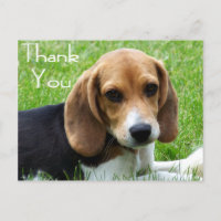 Thank You Beagle Puppy Dog Greeting Post Card