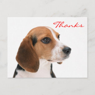 Thank You Beagle Puppy Dog Greeting Postcard