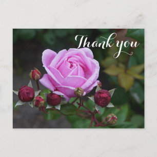 Thank You Bishop’s Castle Rose #1 Postcard