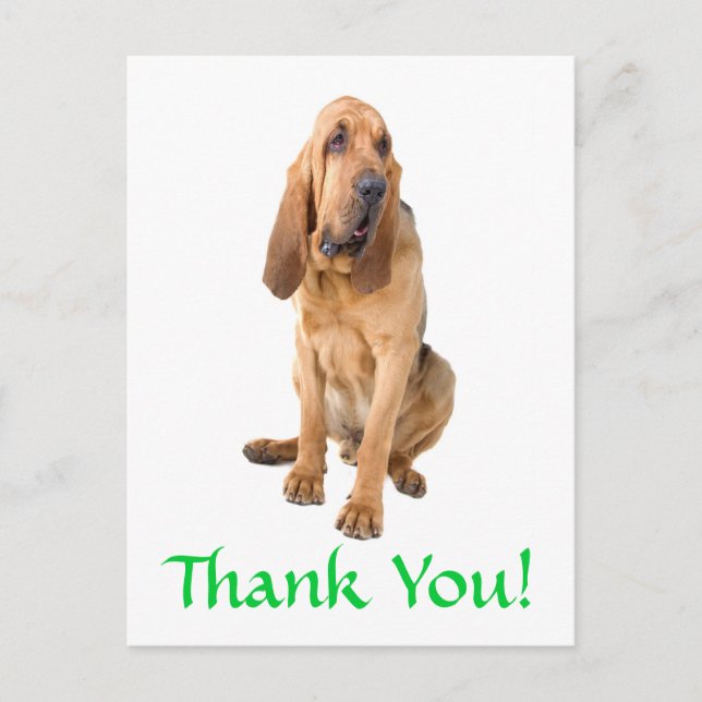 Thank You Bloodhound Dog Greeting Postcard (Front)