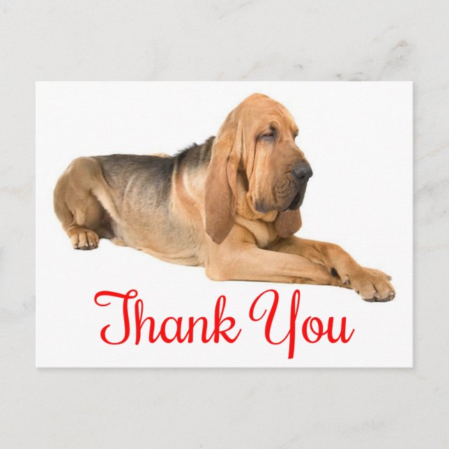 Thank You Bloodhound Puppy Dog Postcard (Front)