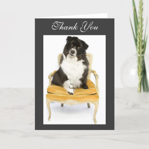 Thank You Border Collie