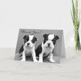 Thank You Boston terrier puppies greeting card