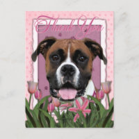 Thank You - Boxer - Vindy