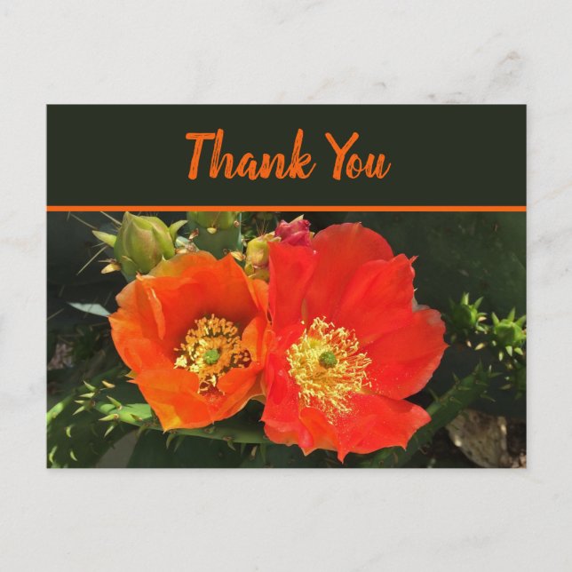Thank You Bright Desert Bloom Photo Cactus Flower Postcard (Front)