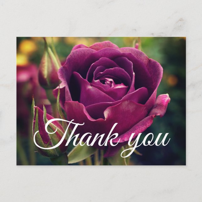 Thank You Burgundy Iceberg Rose #1 Postcard (Front)