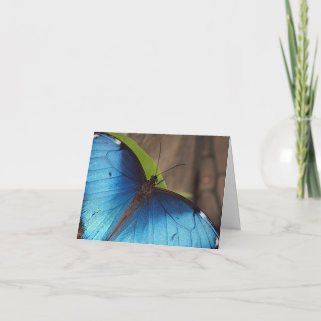 Thank you Card, Blue Morpho (Front)