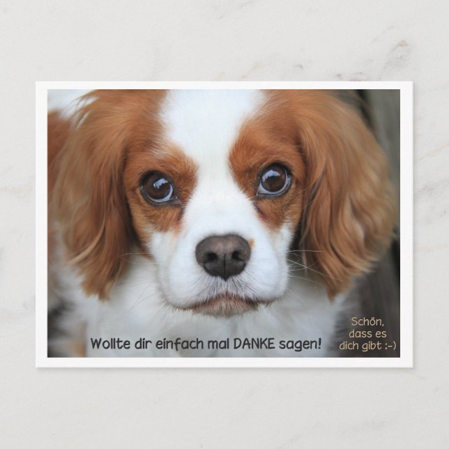 Thank you card - Dankeskarte Cavalier Charly (Front)