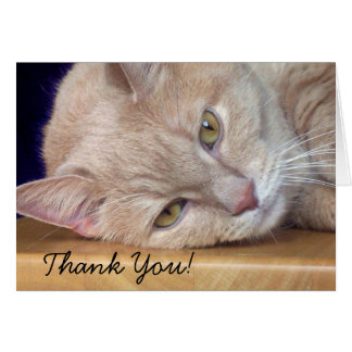 Cute Cat Thank You Cards, Photo Card Templates, Invitations & More