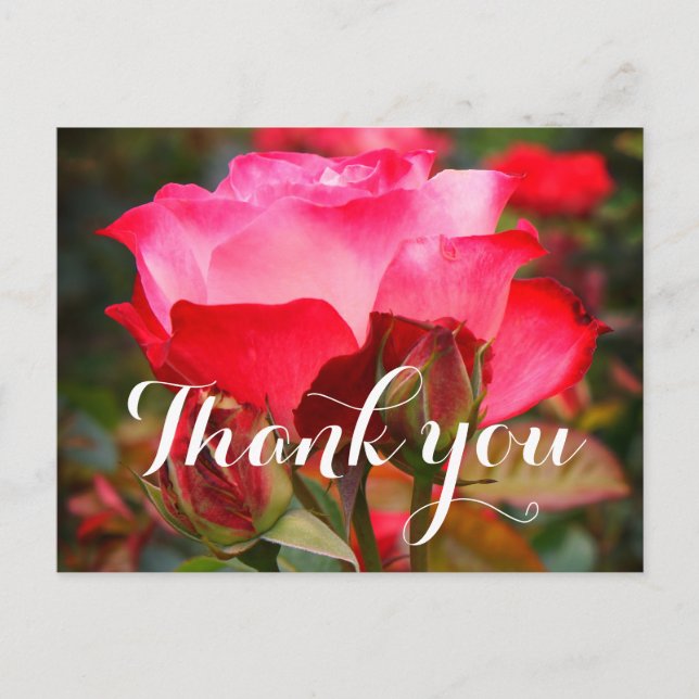 Thank You Cherry Parfait Rose #1-2 Postcard (Front)