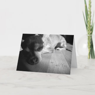 Thank You Chihuahua Card