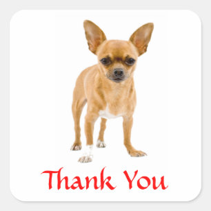 Thank You Chihuahua Puppy  Dog Greetings Sticker