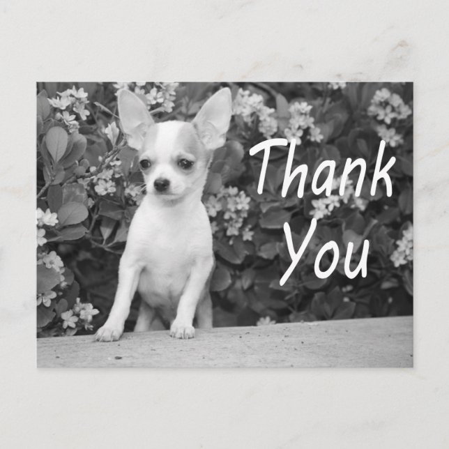 Thank You Chihuahua Puppy Dog Postcard (Front)