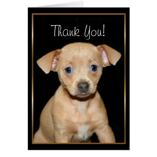 Thank You Chihuahua puppy greeting card