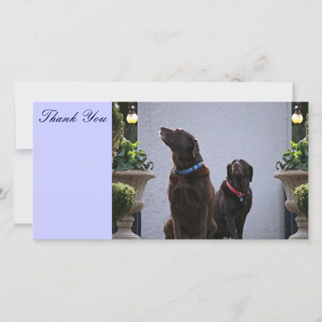 Thank You, Chocolate Labs Thank You Card
