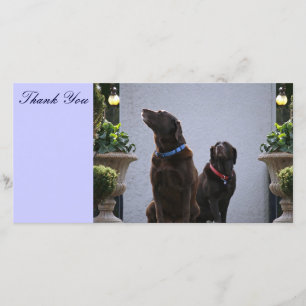 Thank You, Chocolate Labs You Card