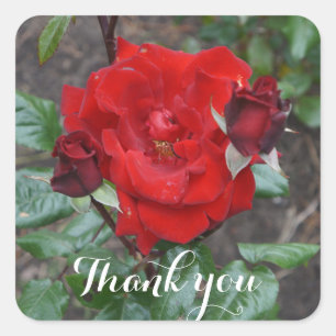 Thank You Crimson Bouquet Rose #1 Stickers