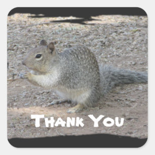 Thank You Cute Grey Squirrel Photo Appreciation Square Sticker