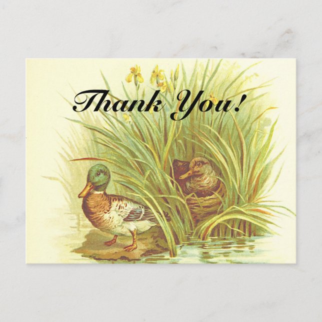"Thank You!" + Ducks Near the Water Postcard (Front)