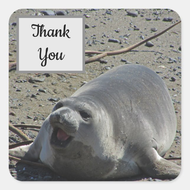 Thank You Elephant Seal Photo Appreciation (Front)