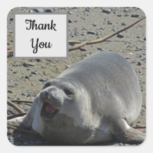 Thank You Elephant Seal Photo Appreciation