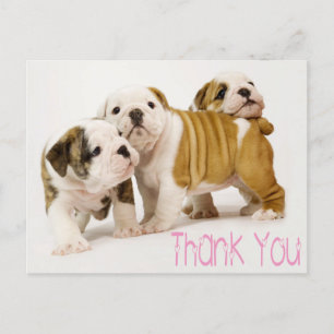 Thank You English Bulldog Puppy Dogs Postcard