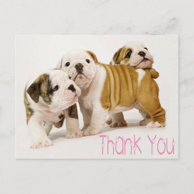 Thank You English Bulldog Puppy Dogs Postcard (Front)