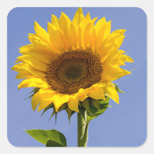 Thank You Floral Sunflower Yellow Flower Stickers