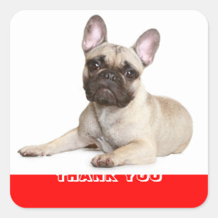 Thank You French Bulldog Puppy Dog Sticker