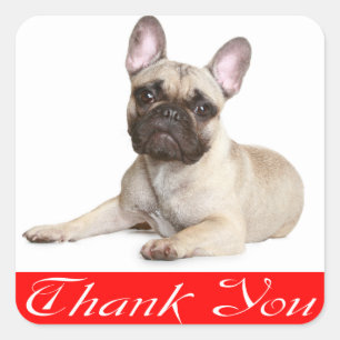 Thank You French Bulldog Puppy Dog Sticker