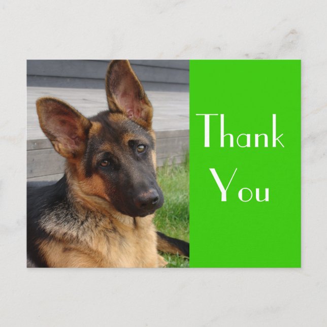 Thank You German Shepherd Puppy Dog Post Card (Front)