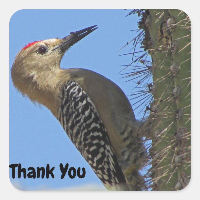 Thank You Gila Woodpecker Photo Bird Appreciation Square Sticker (Front)